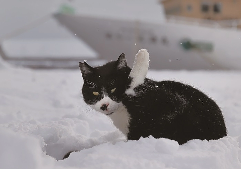 領収書および活動報告書の発送について