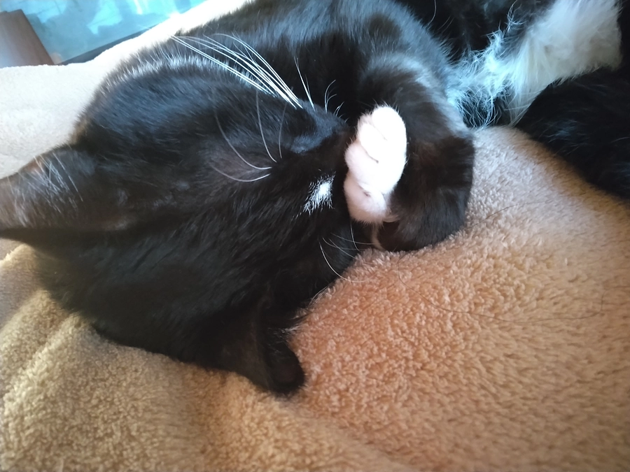 1/12はなちゃんの様子