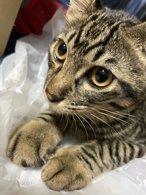 2回目の手術費用に関して🍀