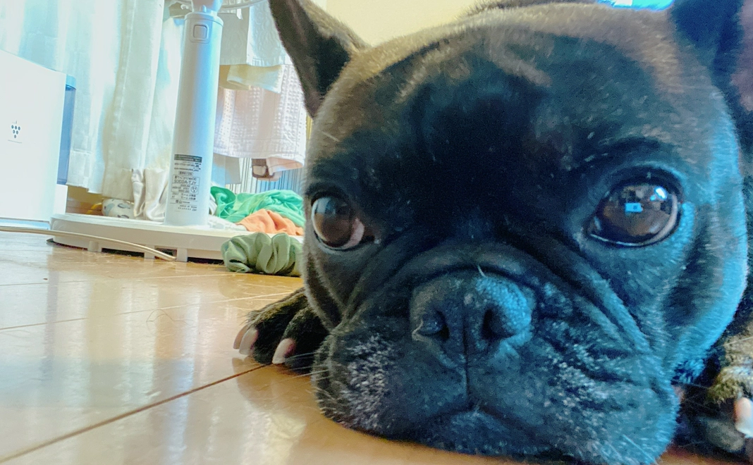 感謝のメールと経過の写真送付（1000円）