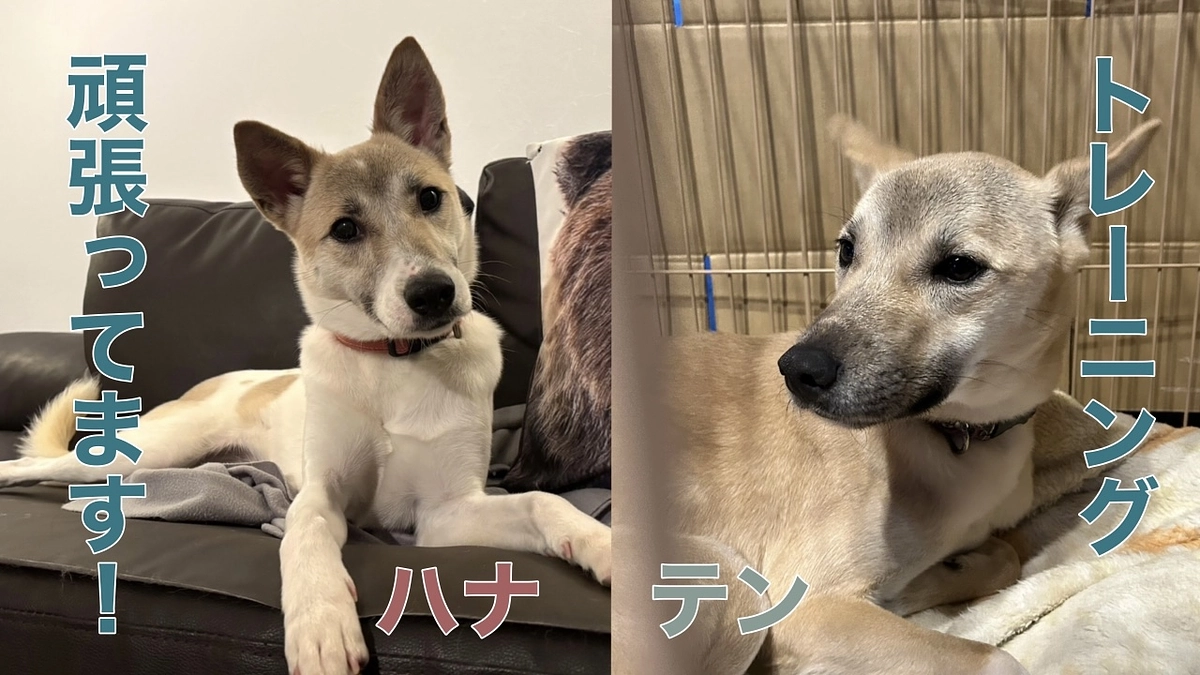 テンくん、ハナちゃん、メイちゃん、ひなぎくちゃん🐾