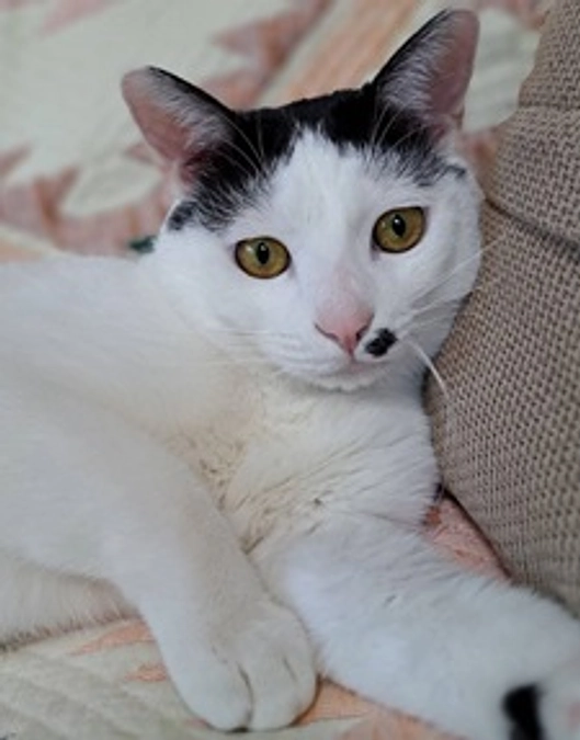 黒ママ　無事に出産しました　｜　里親さんから　｜　避妊去勢一斉手術