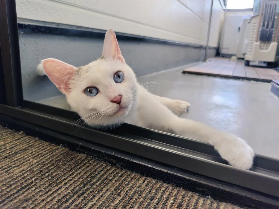 ごぶさたしております🐱