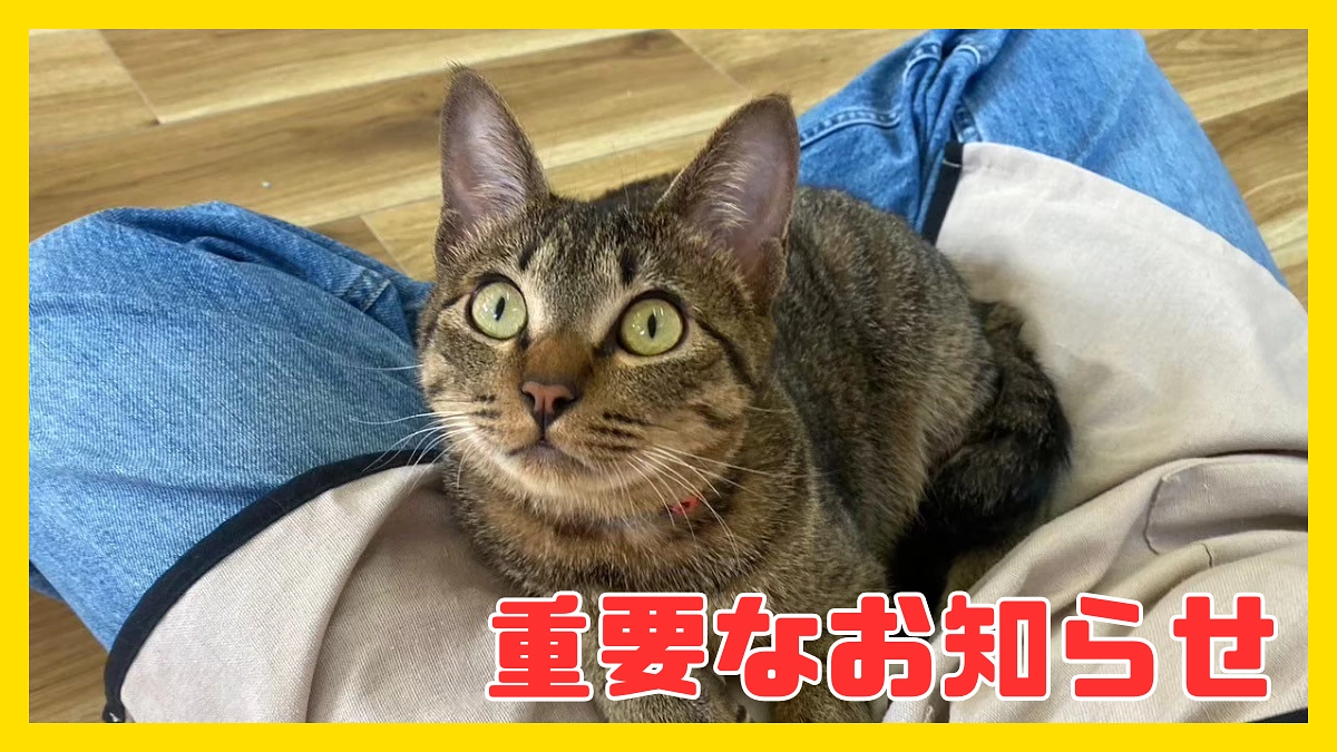 【1周年のご報告と、再クラウドファンディングのお知らせ】