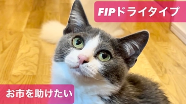 【FIP】猫伝染性腹膜ドライ型：お市を救うためにご協力お願いします のトップ画像