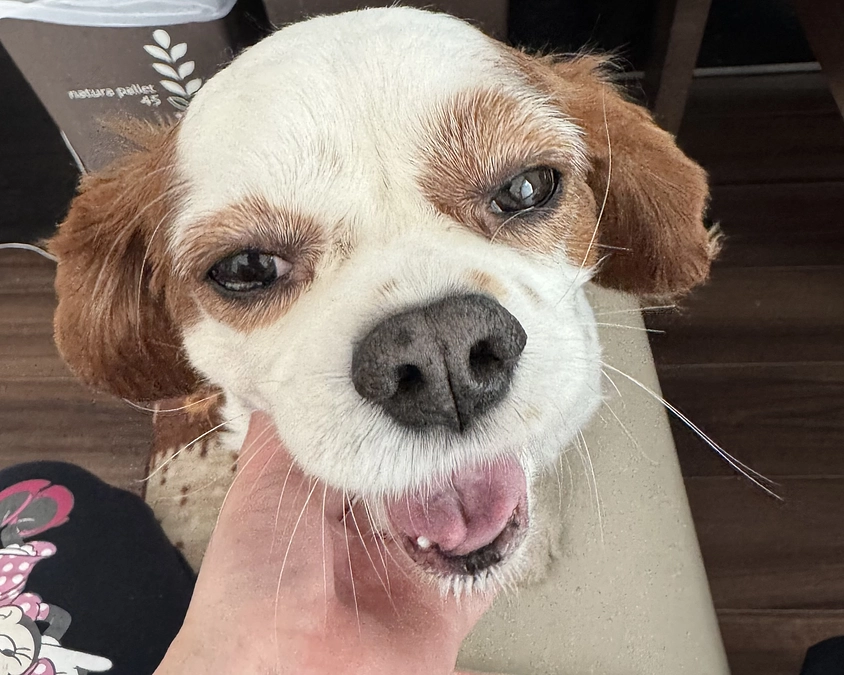 毎日おもちゃを持ってくるらぶ。【4日目】