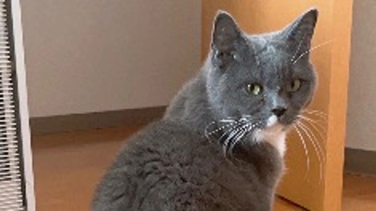 8月11日のプルート