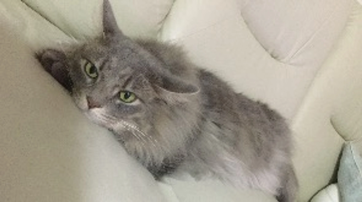 ハンモックで寝るのが好きでした