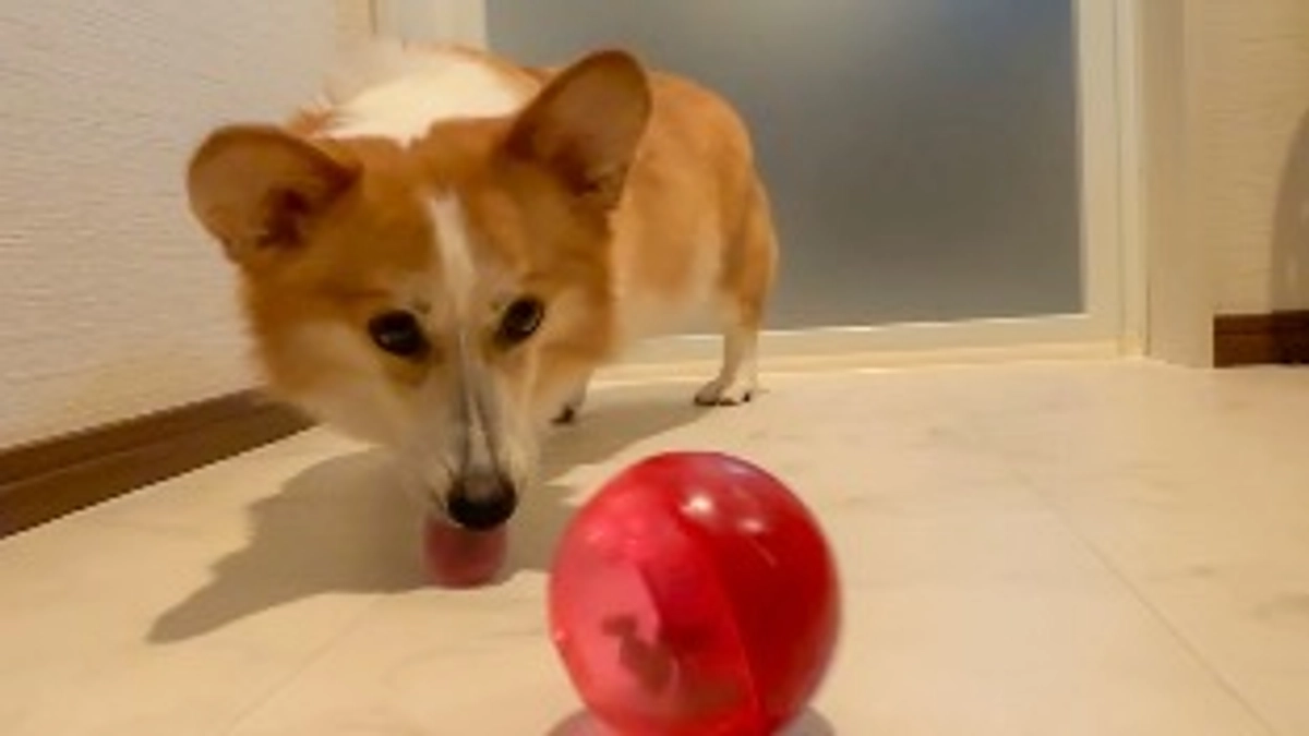 明日から2クール目です