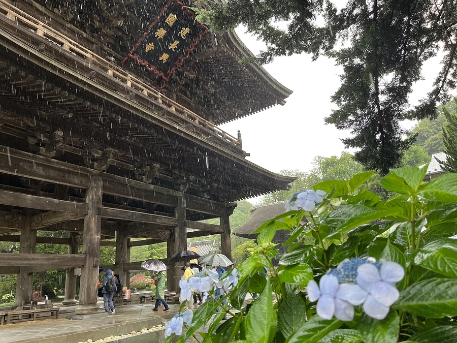 古都鎌倉、雨と法話と紫陽花と