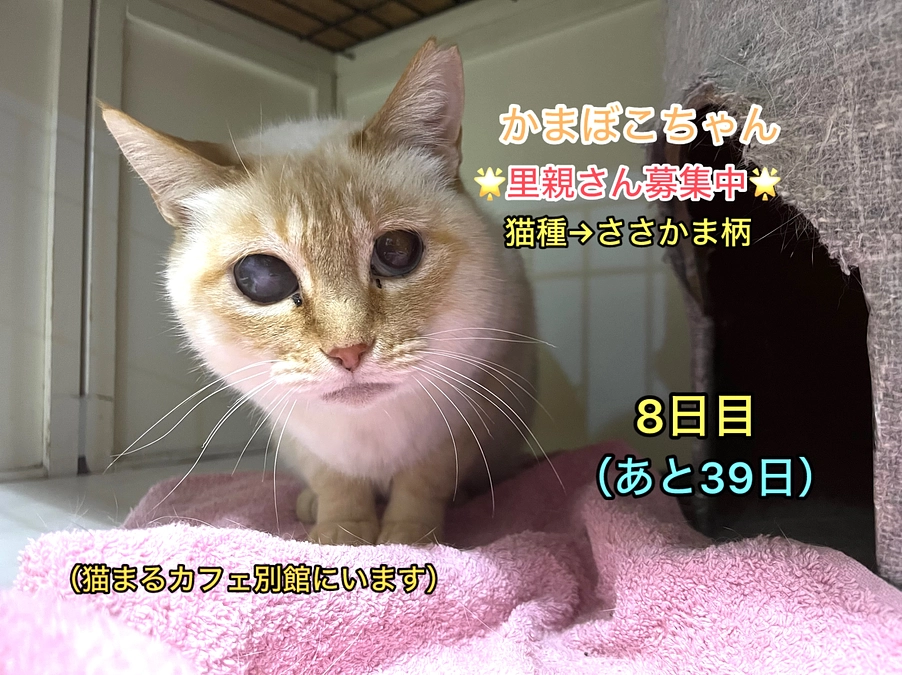 ご支援者がもう少しで100名となります＆里親さん募集中の猫たち其の4（2/20　 8日目）