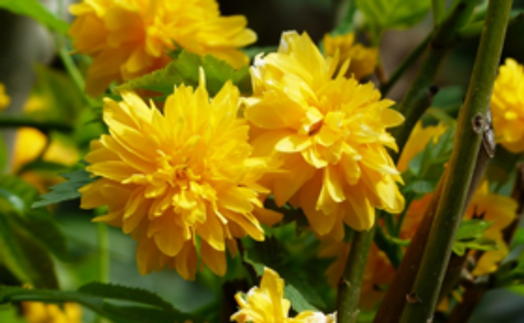 ＜5000円＞アマナレッスンでDV被害者を全力応援！