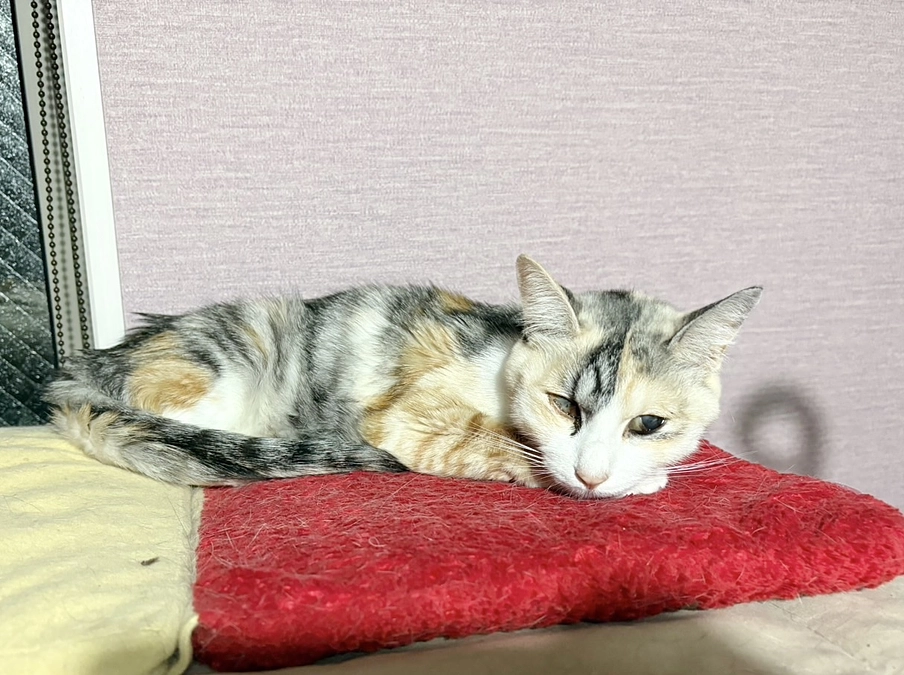 母猫FIP濃厚で入院しました