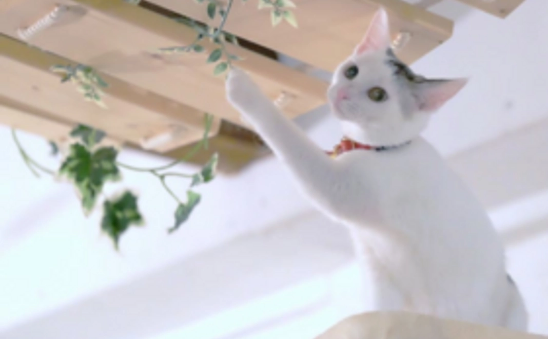 ジェネラルサポーター