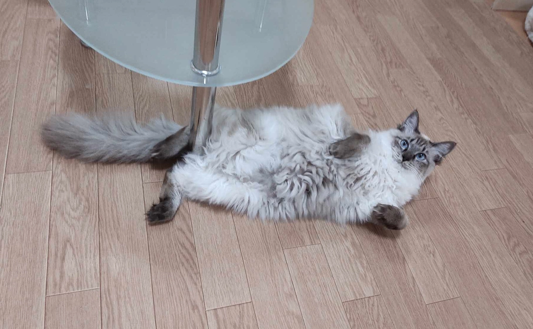 猫達を応援コース