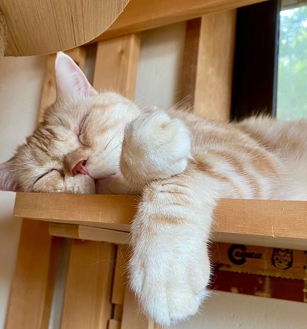 もうすぐ50%『保護猫カフェととの森』で学んだ事を活かして、より猫と人に優しい猫カフェを目指して！