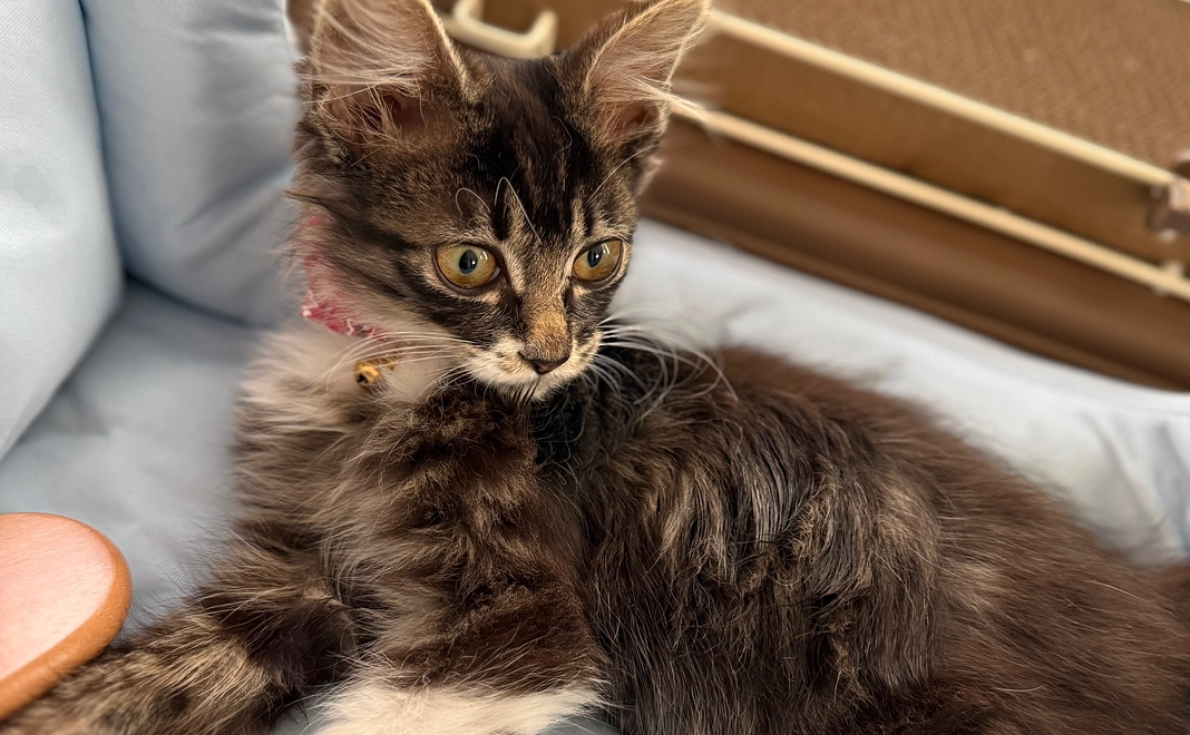 ジジ応援プラン⑨