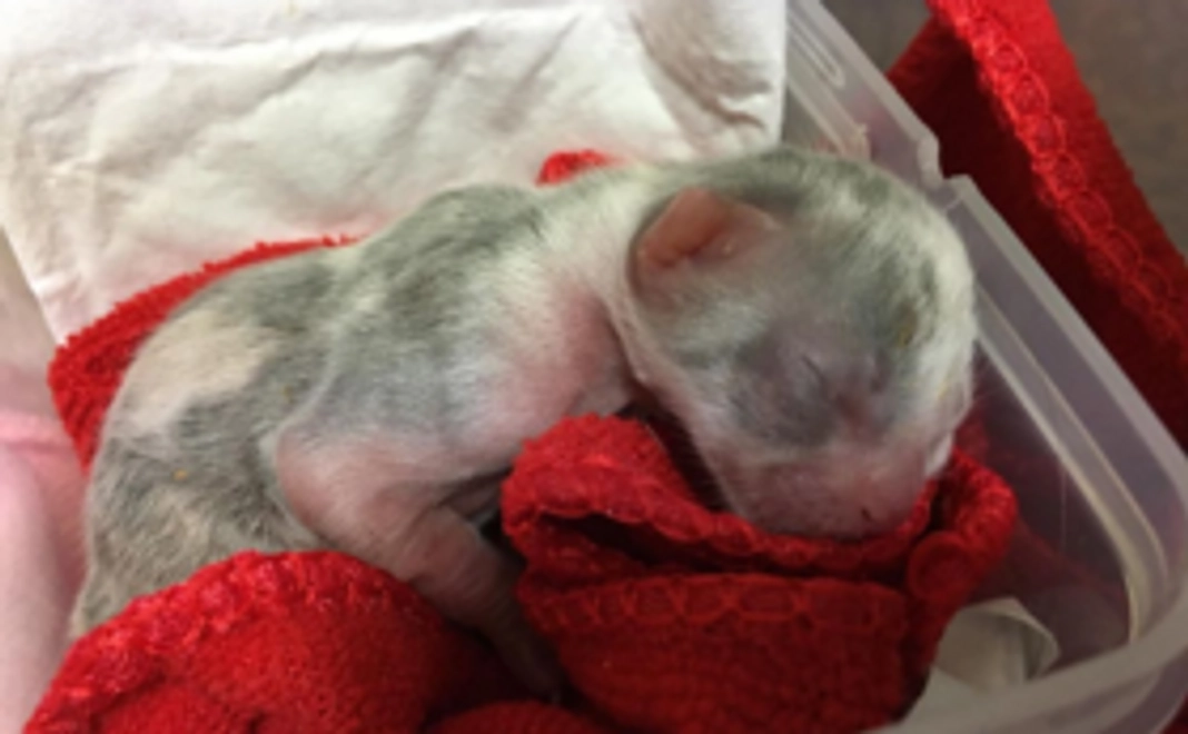 【みなさんの応援が集まって大きな力に！】