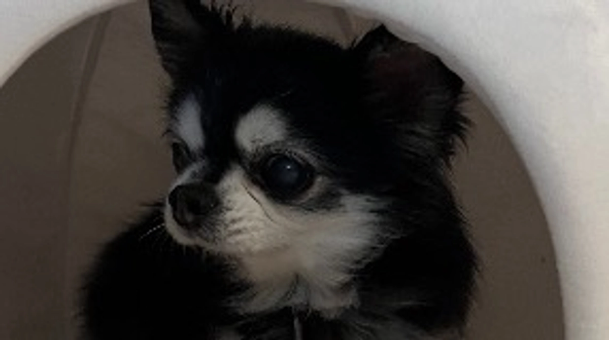 今日は元気なかったのですが