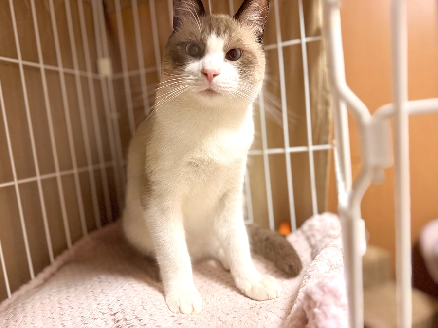 マイロがトライアル決まった・・・！