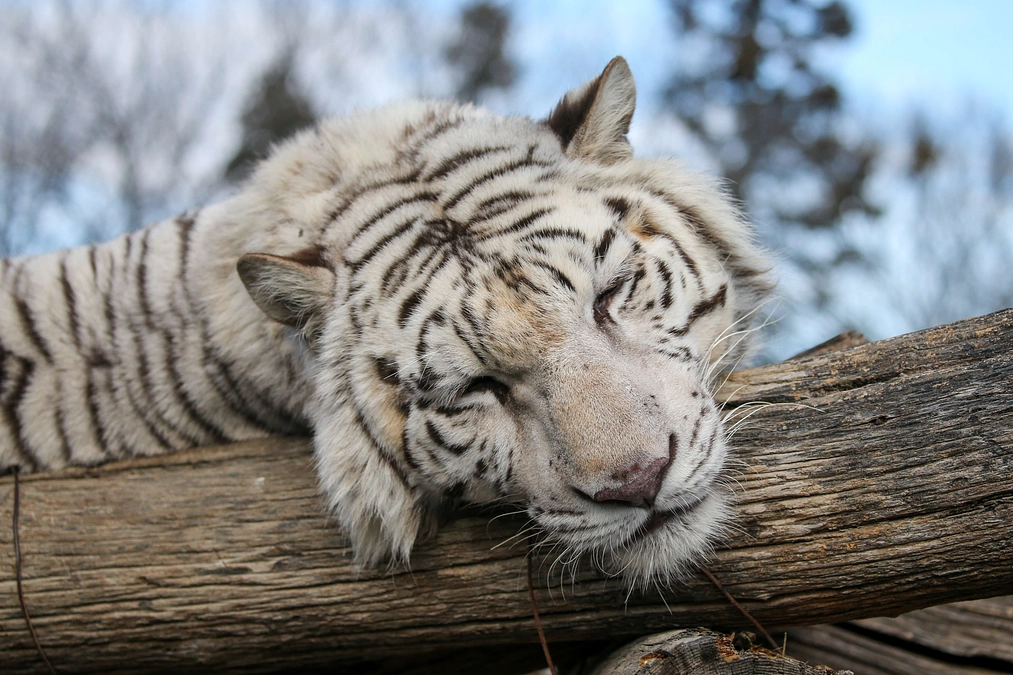1月2日(火) 進捗報告〜お正月の園内の様子〜
