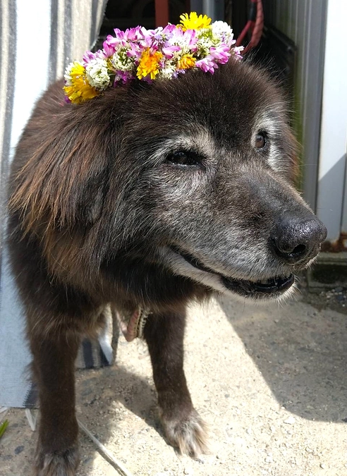 クラファン看板犬トシの急死。空から見守っていてね！