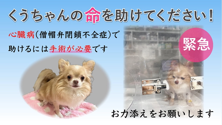 心臓病(僧帽弁閉鎖不全症)の愛犬くうちゃんを手術で助けたい