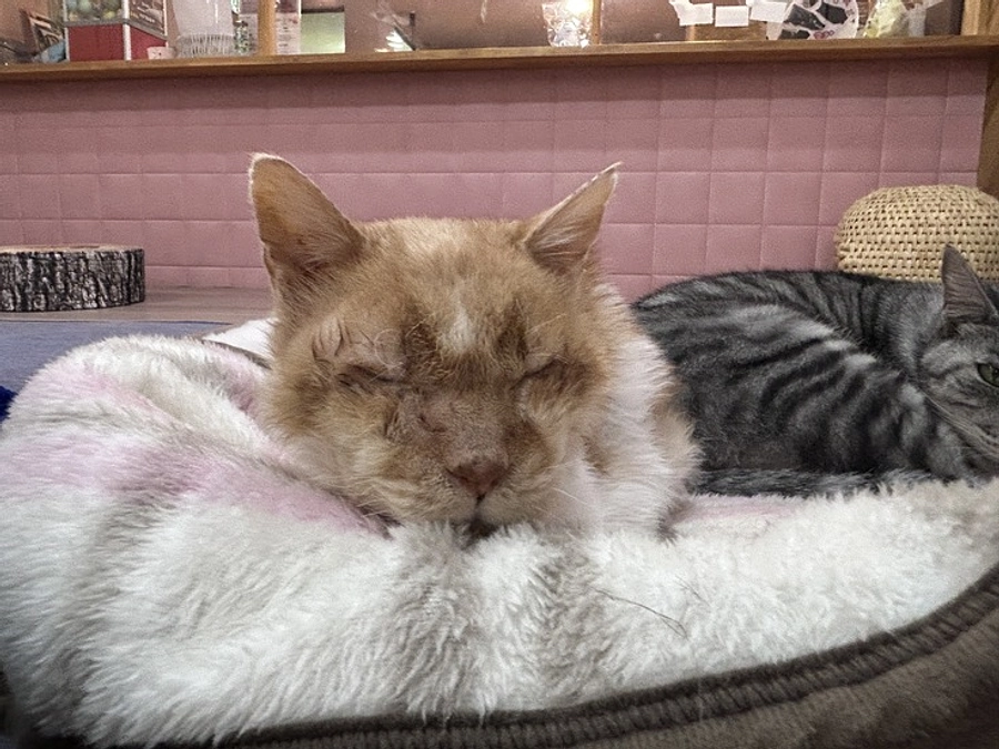 命をつなぐ ひとの思い