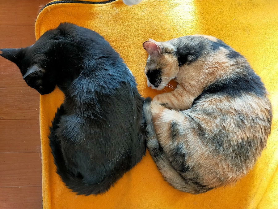 ふらっとフラットwith cats &dogs　イベント開催決定！！