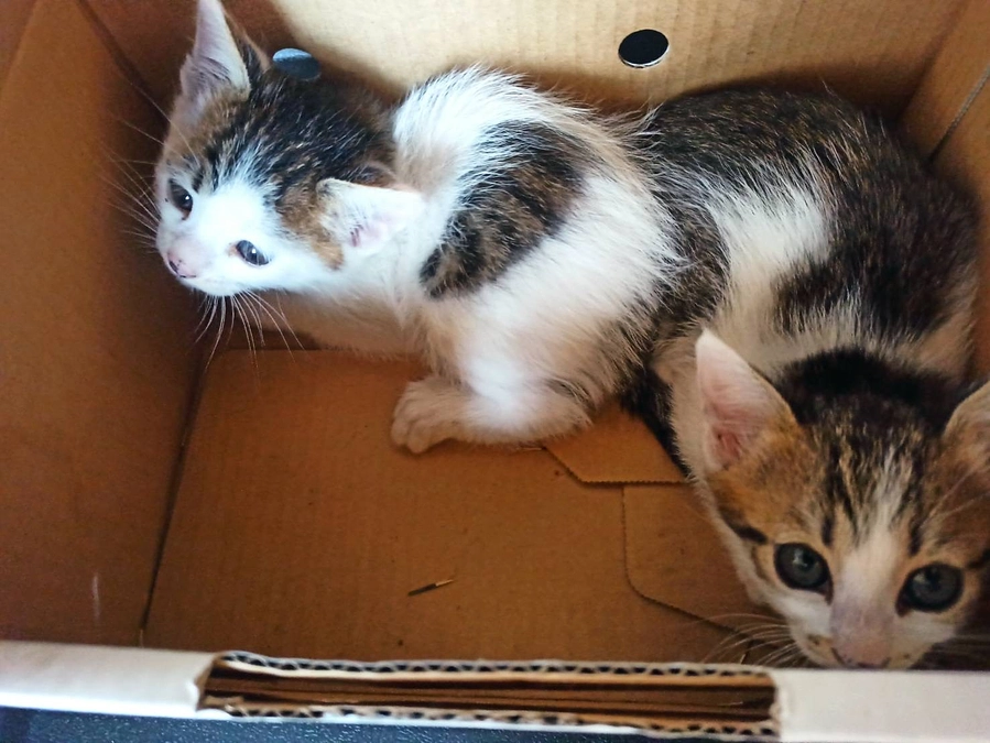 猫の出産シーズン、２頭の仔猫を保護