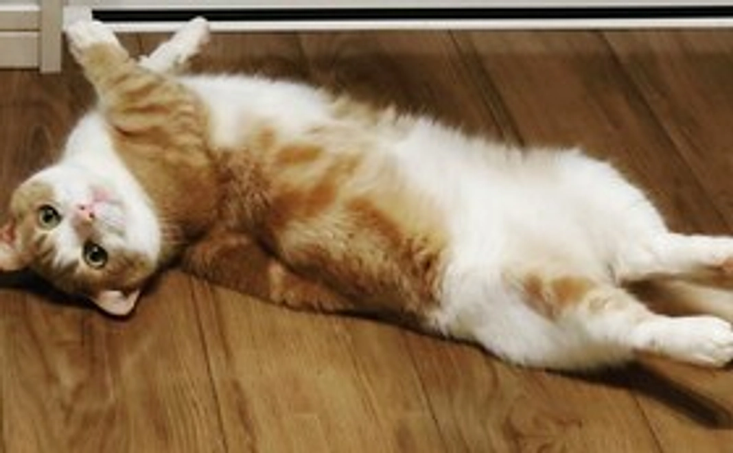 ラテがんばって！