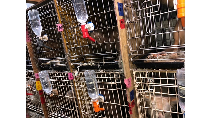 殺処分をなくし大切な命を救う為のシェルター建設にご協力ください！ 6枚目