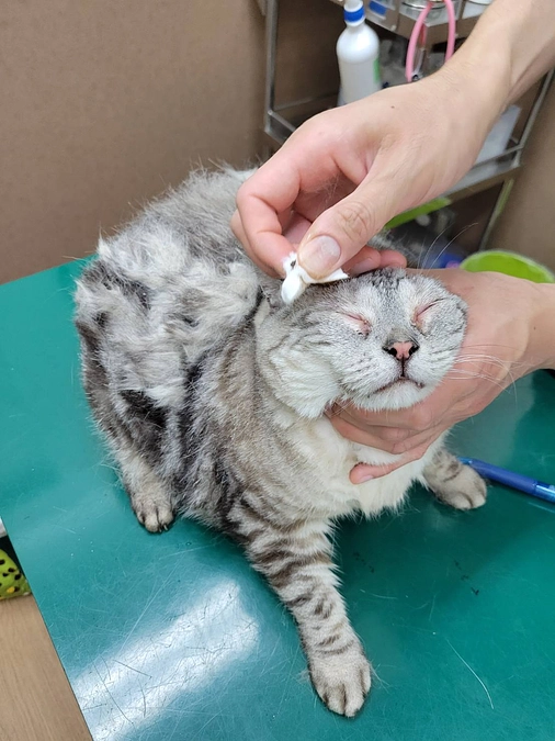 飼い主さんが夜逃げをされ行き場を失いました…。