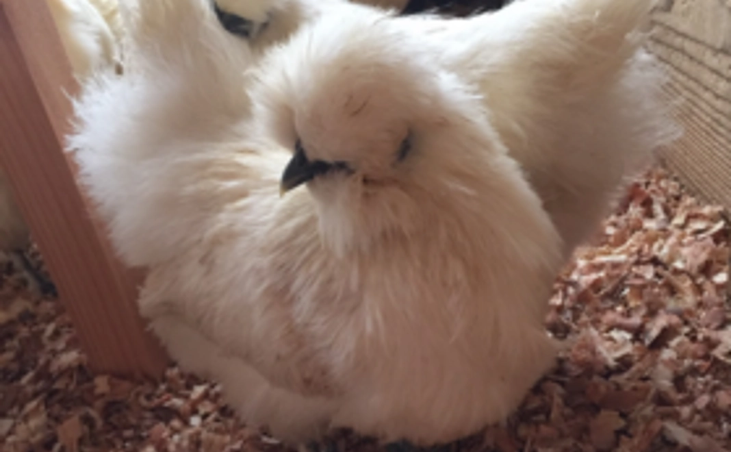 まる悠ファームを応援お願いいたします。鶏さんの動画