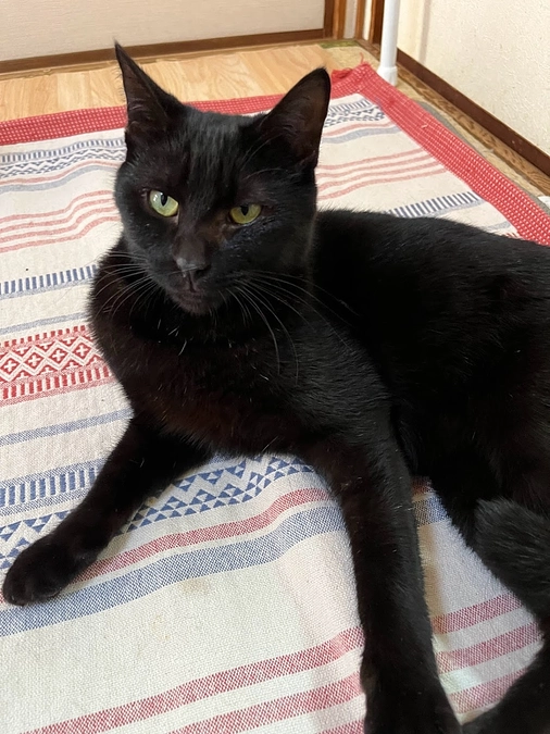 【活動報告】保護猫シェルター建設に伴う応援のお願い（カウントダウン26日！）