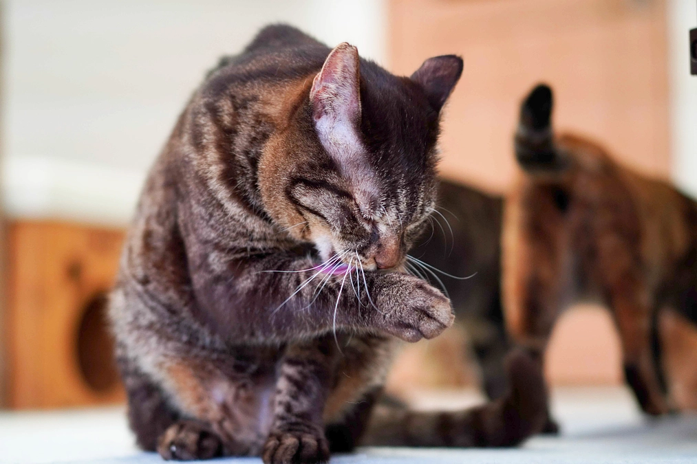 【本日開催！】LOVE CAT,LOVE EARTH,さくらプロジェクト記念セミナーが開催されます。