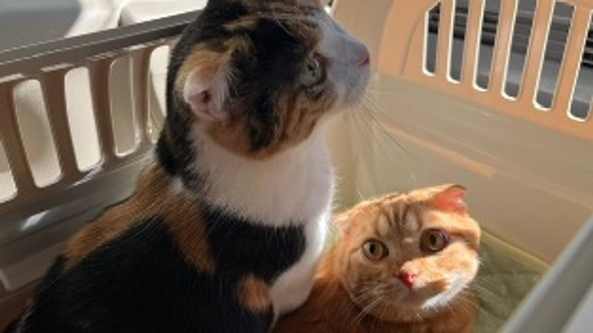 FIP経過観察31日目