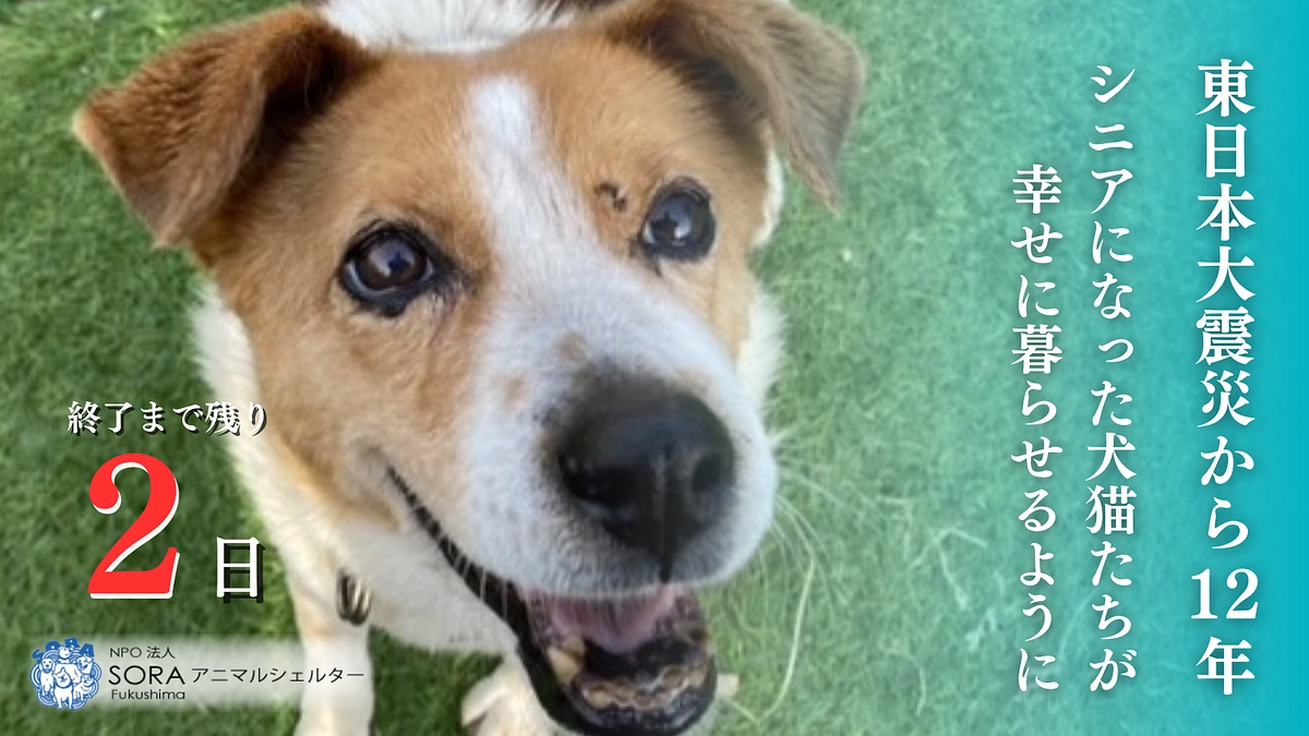 【残り2日】たくさんのメッセージをありがとうございます！