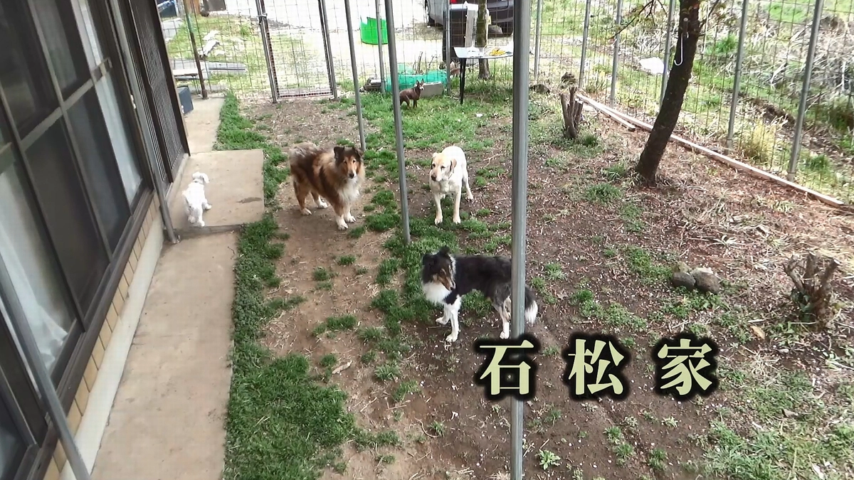 庭の運動場造り