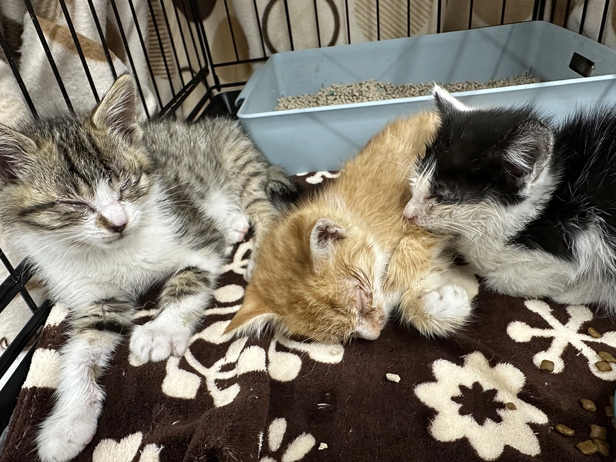 重症猫風邪の3兄弟