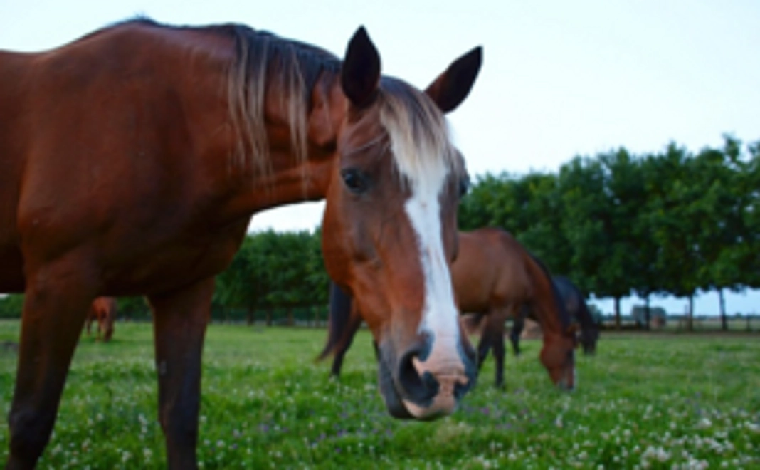 応援コース【3,000円】