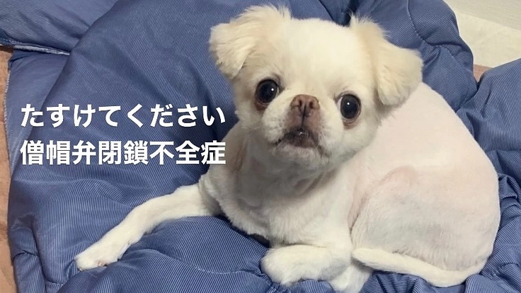 こむぎを救いたい【僧帽弁閉鎖不全症】手術費用ご支援お願い致します