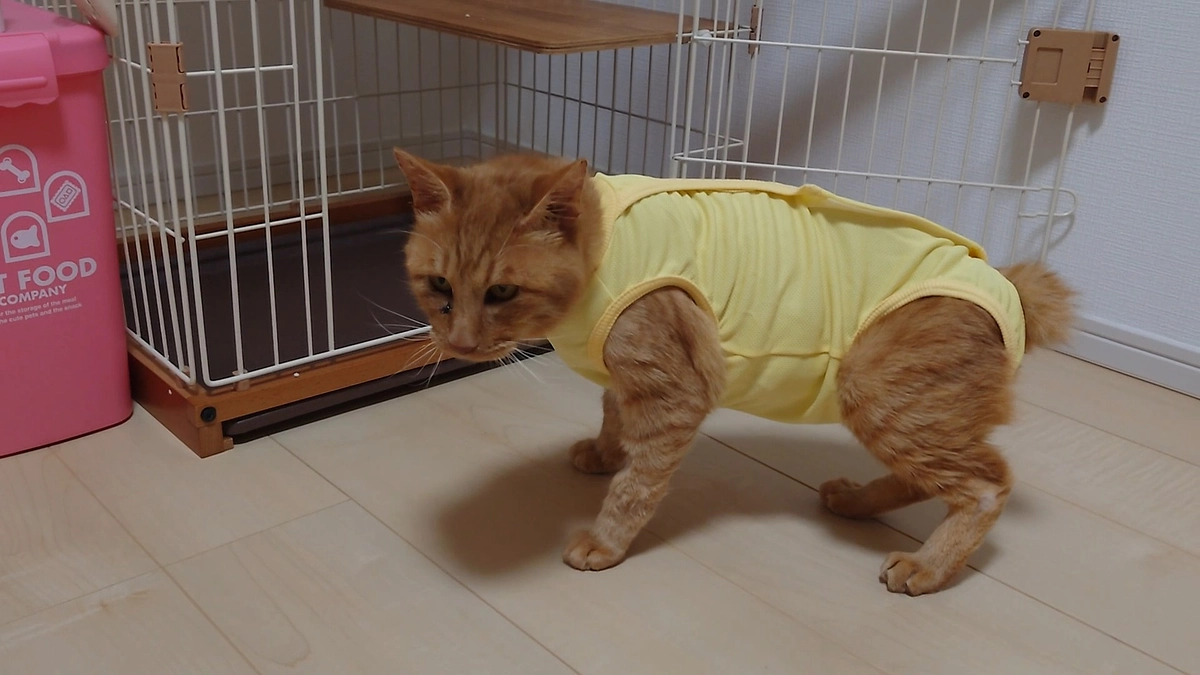 🐈ヨッちゃん抜糸をした日～術後服を脱ぐ時が来た編🐈