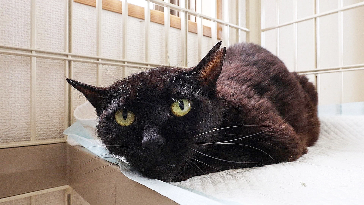 外猫生活が長かったくーちゃん