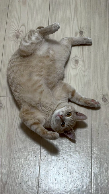 かわいそうだけでは助けられない　野良猫さんのこと⑤