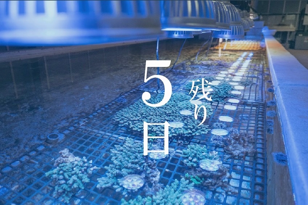 【残り5日！】沖縄の海を守りたい！！