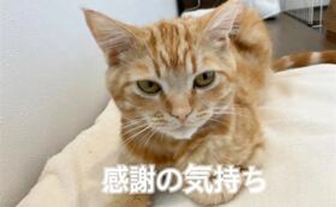 むぎへのご支援（3,000円）