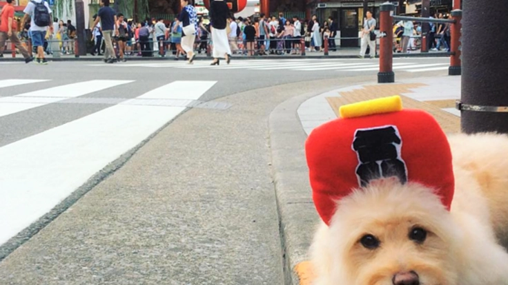 故郷の鹿児島で地方創生事業！愛犬まんぺいと行く、全国調査の旅