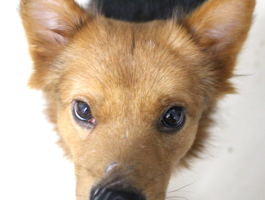 やんちゃ坊主のタッタくんのお話