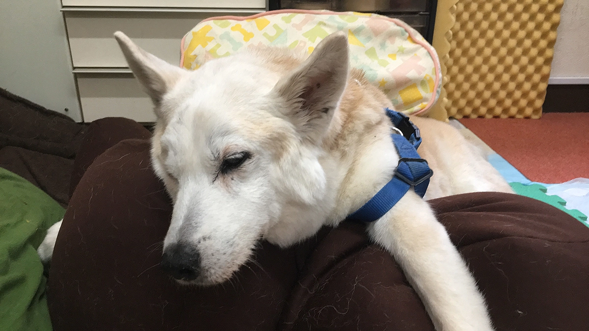 高齢犬17歳のホワイトが突然倒れて血の海でした